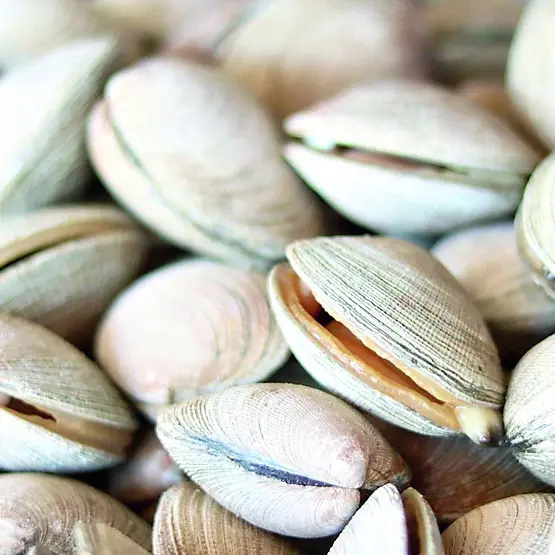 Vongole pescate in acque “contaminate”: maxi sequestro della Guardia costiera