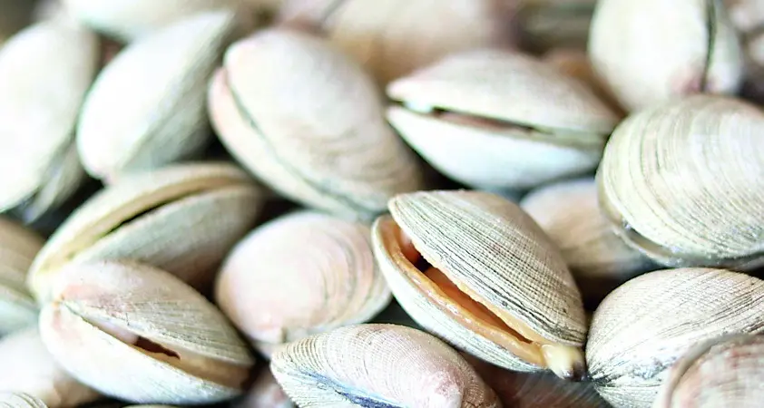 Vongole pescate in acque “contaminate”: maxi sequestro della Guardia costiera