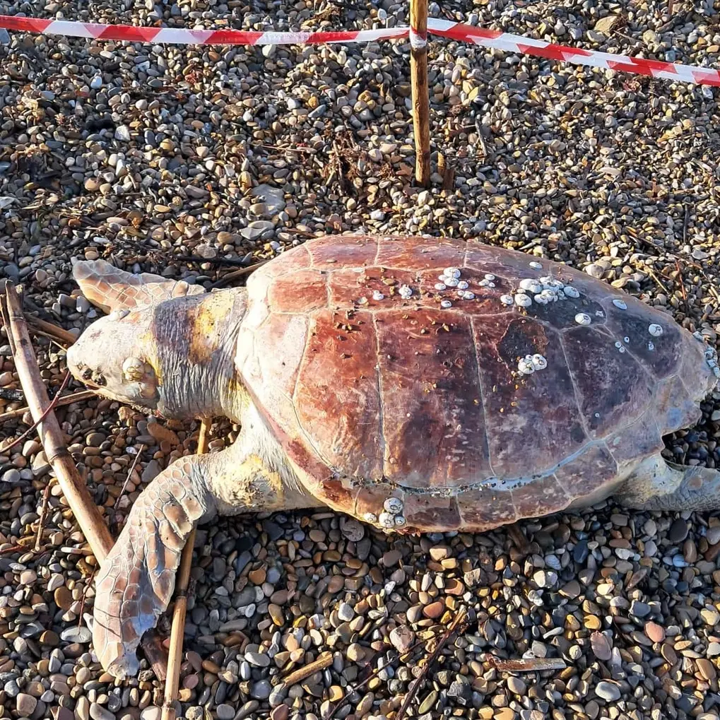 Tartaruga spiaggiata alla Marina