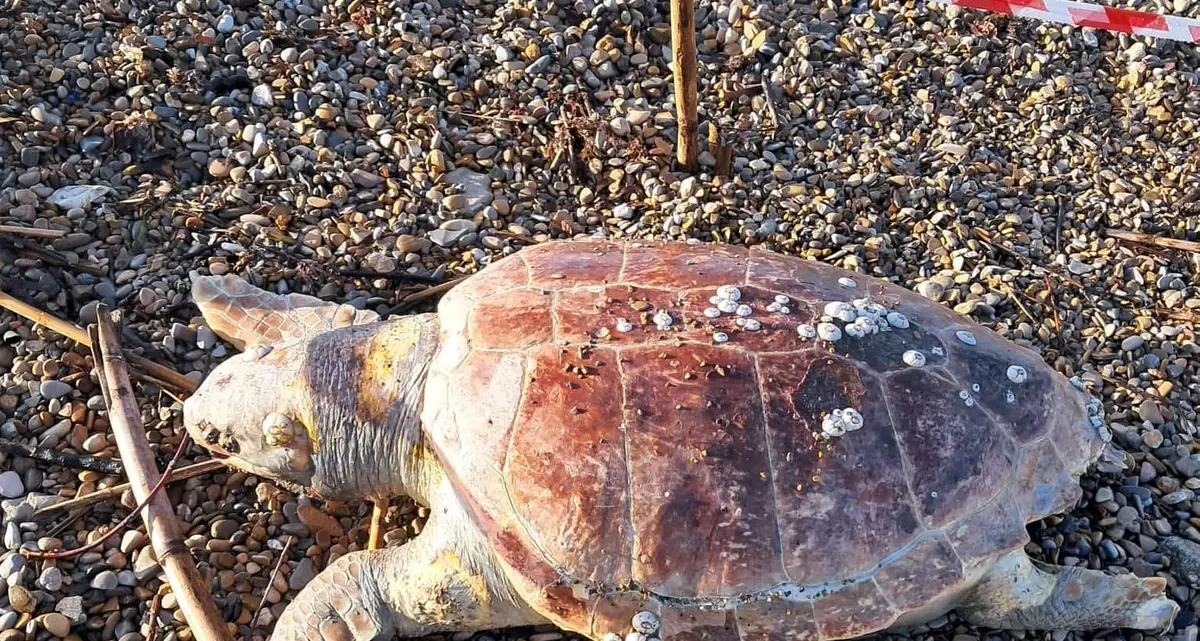 Tartaruga spiaggiata alla Marina