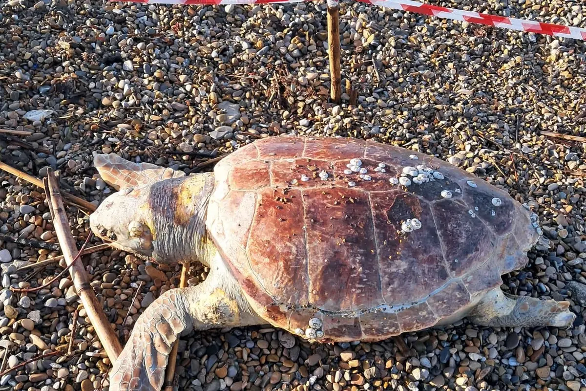 Tartaruga spiaggiata alla Marina