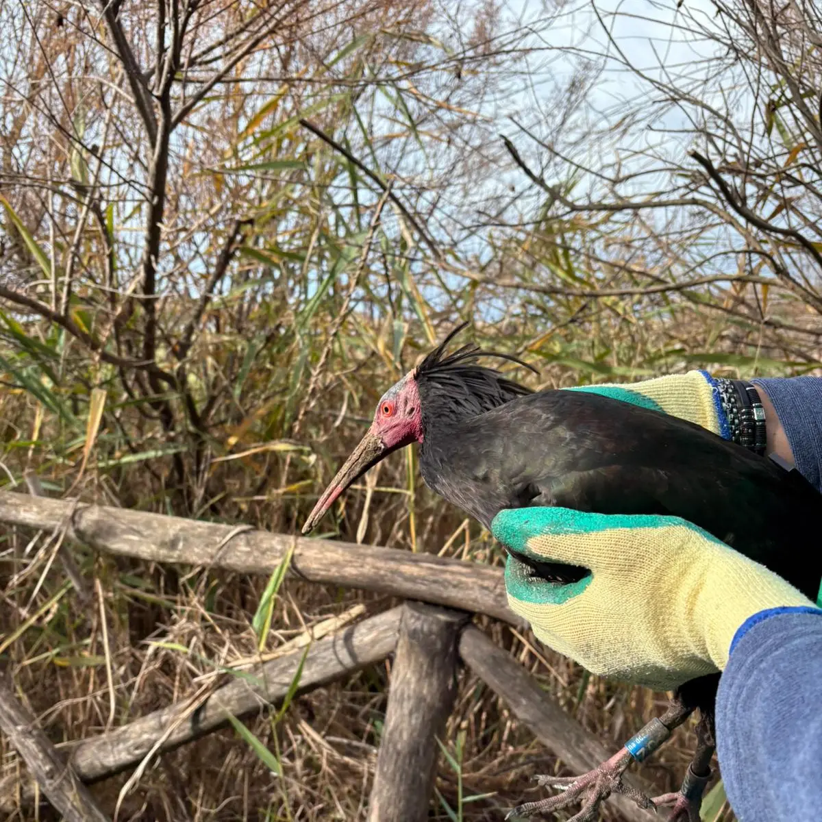 Il rarissimo Ibis eremita a spasso per le vie del centro