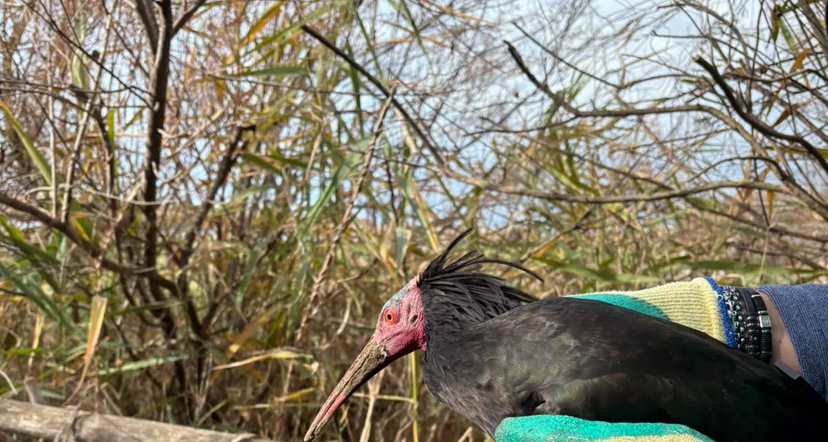 Il rarissimo Ibis eremita a spasso per le vie del centro