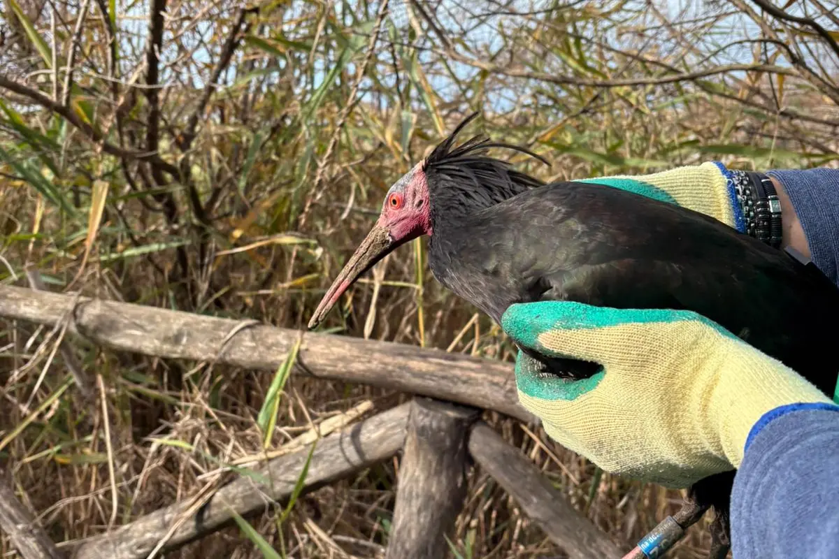 Il rarissimo Ibis eremita a spasso per le vie del centro