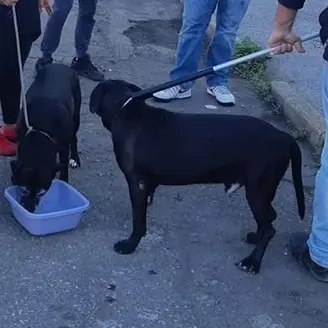 Possessori di cani, un corso gratuito per il patentino