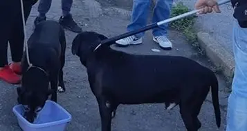 Possessori di cani, un corso gratuito per il patentino