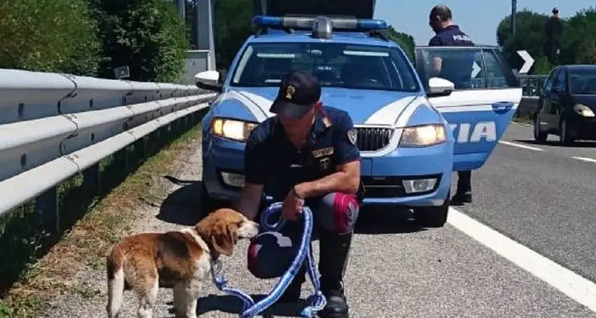 Polizia stradale di Viterbo salva due cani in superstrada