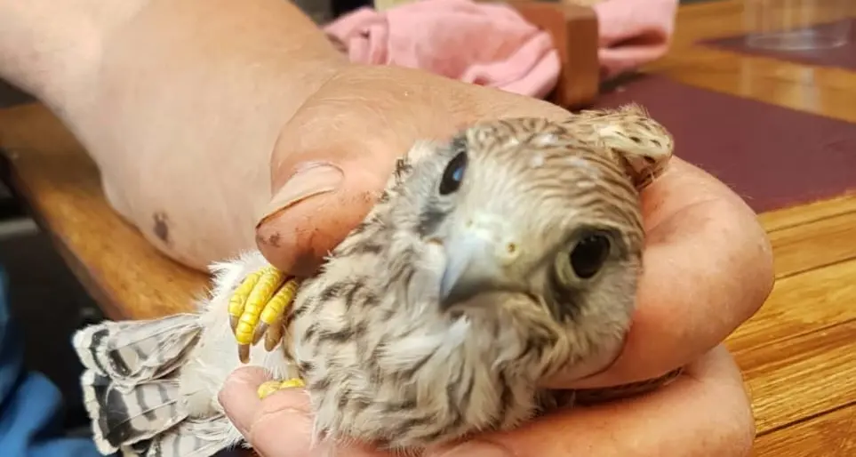 Piccolo falco trovato nel centro storico di Tarquinia: salvato dai volontari Aeopc