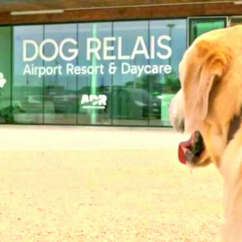 Dog relais all’aeroporto di Fiumicino Il primo asilo e pensione per cani