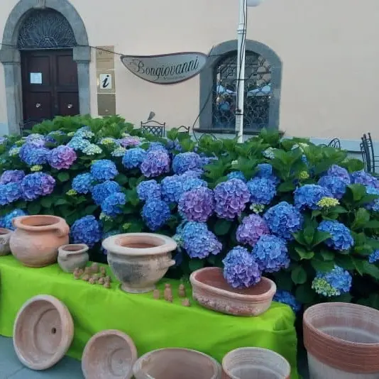 I finanzieri alla festa delle ortensie