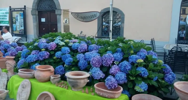 I finanzieri alla festa delle ortensie