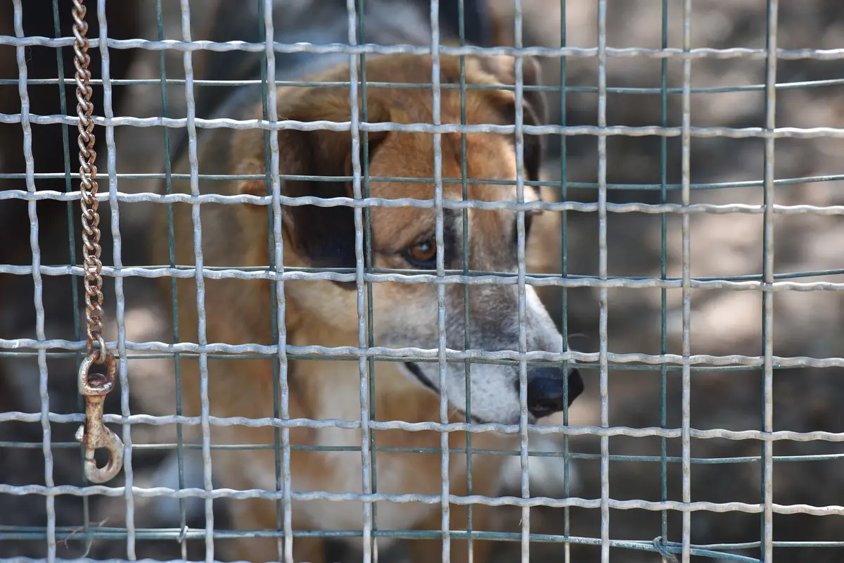 CONFERENZA STAMPA SULLA PROPOSTA DI LEGGE ISTITUZIONE DEL GARANTE REGIONALE PER I DIRITTI DEGLI ANIMALI, CANILE, RIFUGIO, CANE, CANI, GABBIA, GABBIE , IMAGOECONOMICA