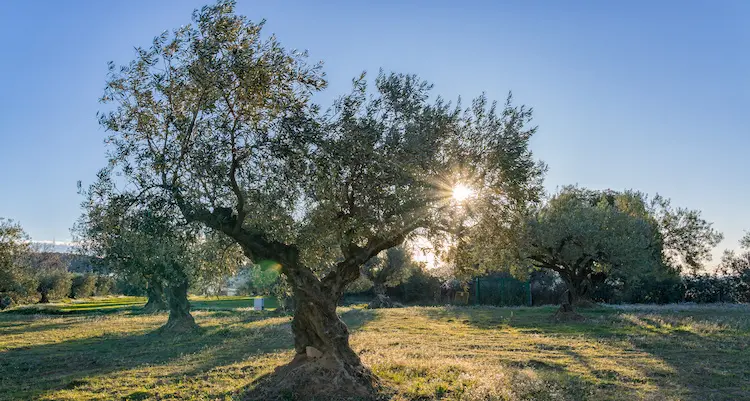 Tuscania: piante d’olivo tagliate con la motosega