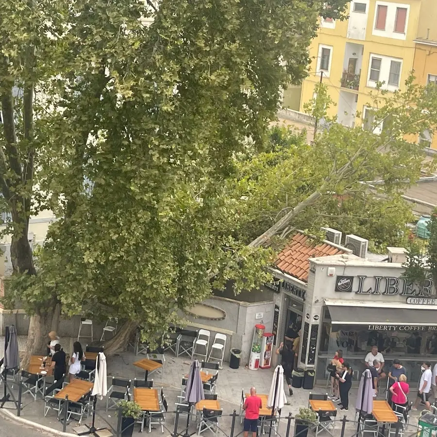 FdI: «Alberi caduti, responsabilità politiche in piedi»