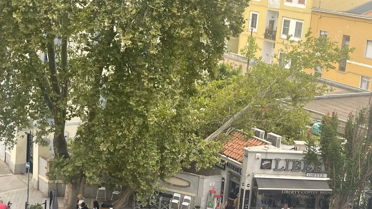 FdI: «Alberi caduti, responsabilità politiche in piedi»