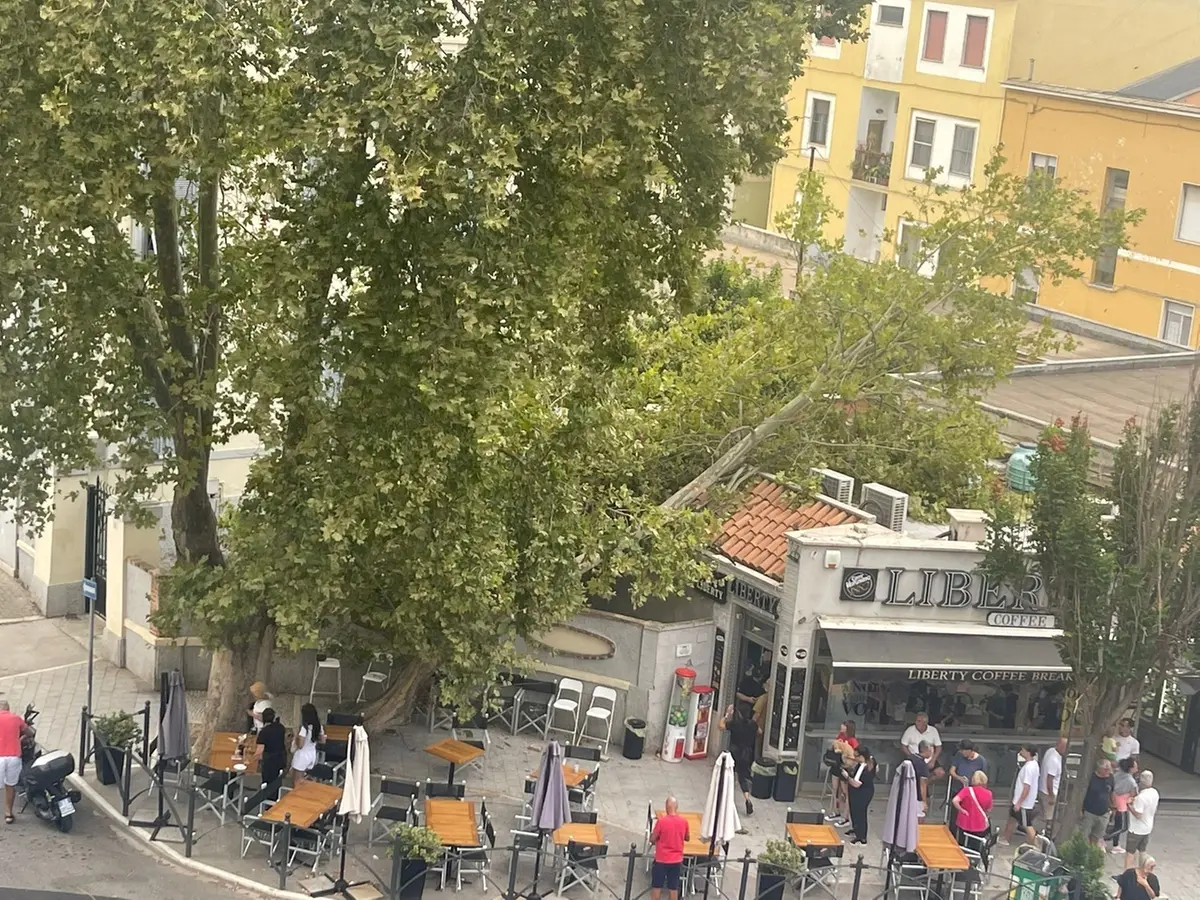 FdI: «Alberi caduti, responsabilità politiche in piedi»