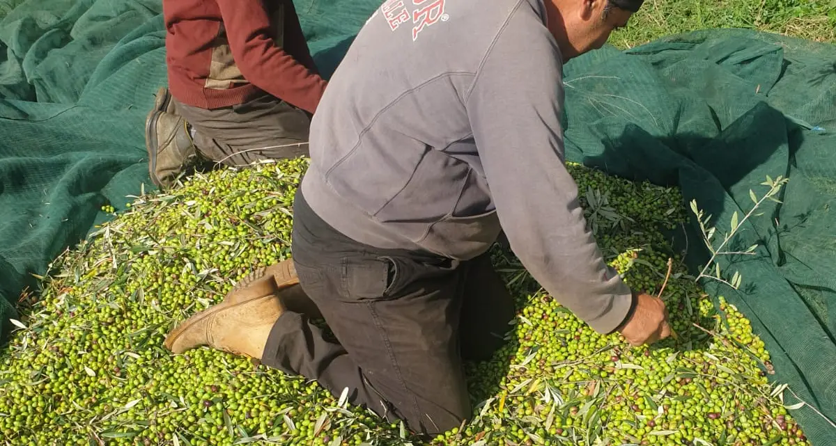 Produzione d’olio, raccolta misera anche per gli alunni delle scuole