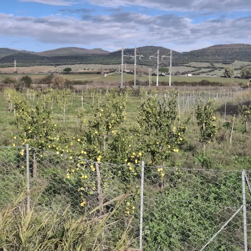 Pietro Tidei: «Il limoneto di Santa Severa con le alte temperature rischia di logorarsi»