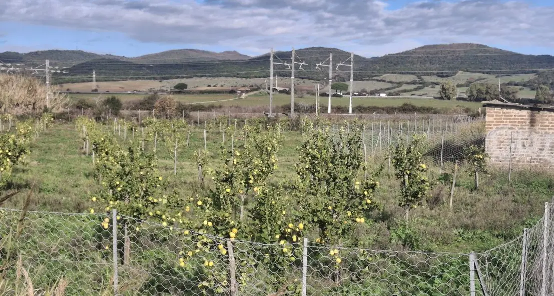 Pietro Tidei: «Il limoneto di Santa Severa con le basse temperature rischia di logorarsi»