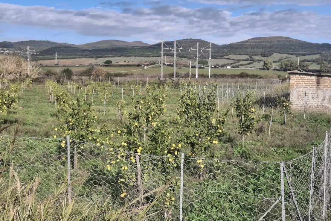 Pietro Tidei: «Il limoneto di Santa Severa con le alte temperature rischia di logorarsi»