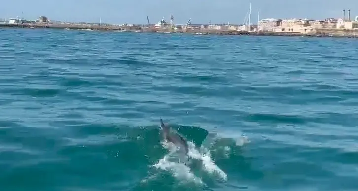 Delfini alla Lega Navale di Civitavecchia