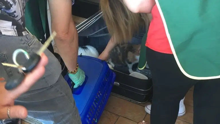 Ladispoli: chiusi dentro una valigia e abbandonati in strada, salvati due mici