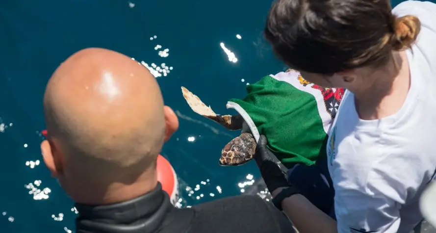 Fondazione Zoomarine e Guardia di Finanza rimettono in mare Gui, un esemplare di tartaruga Caretta Caretta IL VIDEO