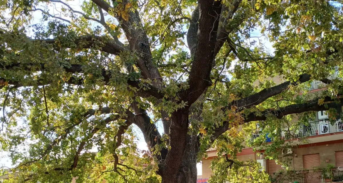 Festa dell’Albero, si rinnova la tradizione sotto la Grande Quercia