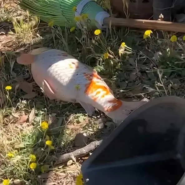 Pesci morti a Prato Giardino, la Lav di Viterbo: «Fatto agghiacciante»